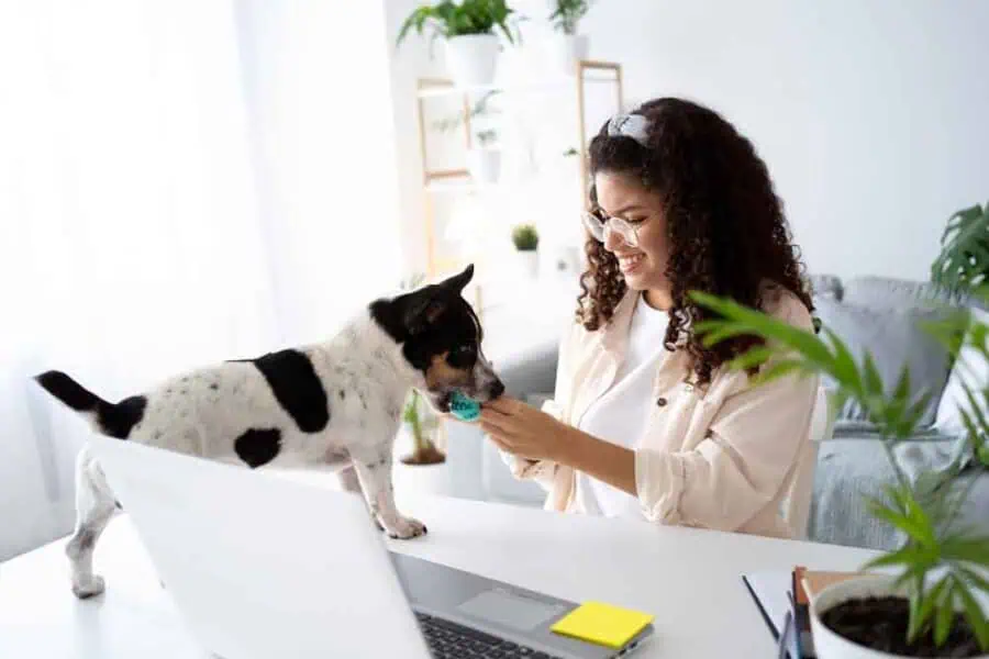 Mundo dos pets começa a influenciar o mercado imobiliário