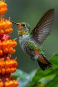 Colibri o Símbolo do Corretor de Imóveis!